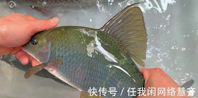 上海钓友钓到“沉香鱼”,选择立马放生,网友观后却气得直拍大腿