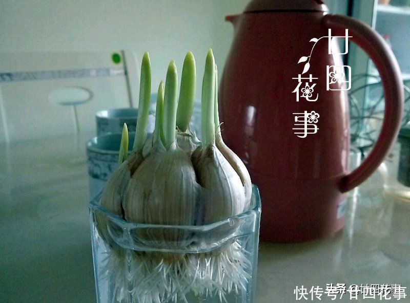 阳台种上4种菜，春节刚好上桌，自给自足，不怕菜涨价