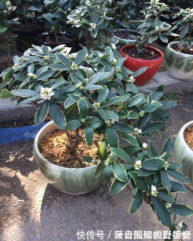 养护|6种“香水花”冬天不怕冷,越冷越香艳,雍容贵气,进屋染香气