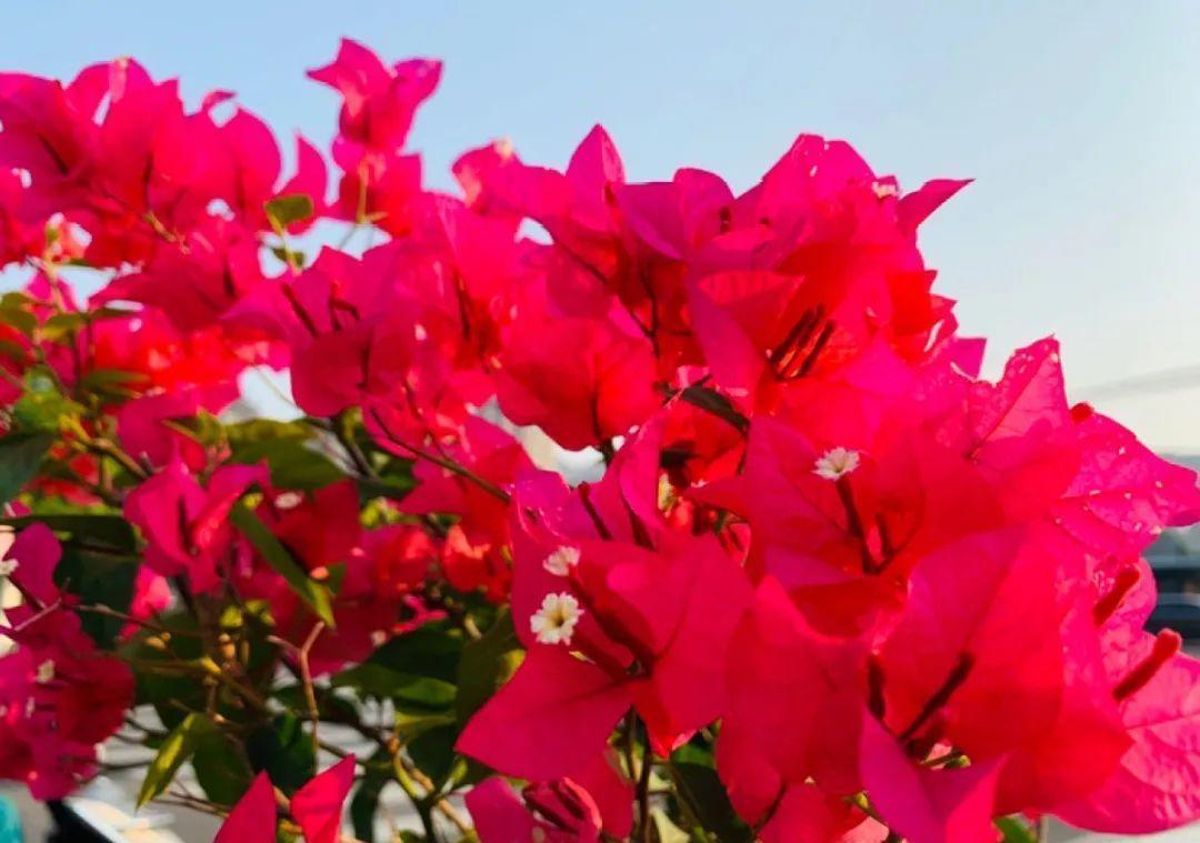 10个偏方,能省不少钱,把花养的又肥又壮