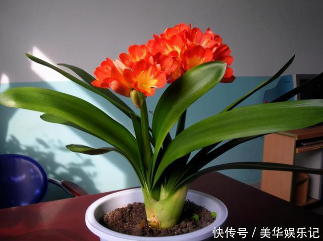 花盆|养君子兰有“六怕”,你知道吗?新手一定要避开