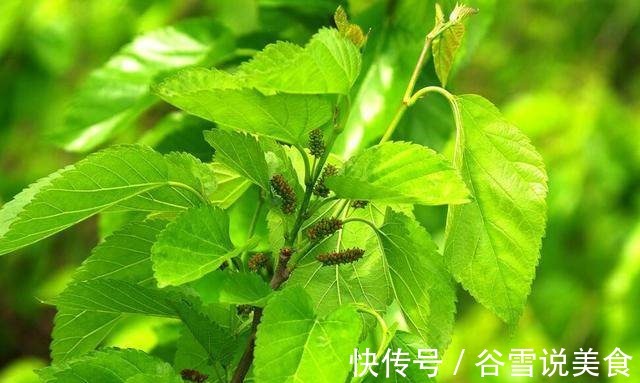 服用|桑叶泡水喝的7大功效,教你4种搭配方式,一周身体变超棒!