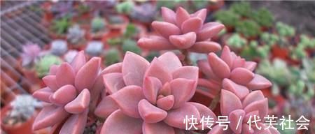 老桩|5种多肉，皮实又好养，独苗变老桩，长出状态美极了