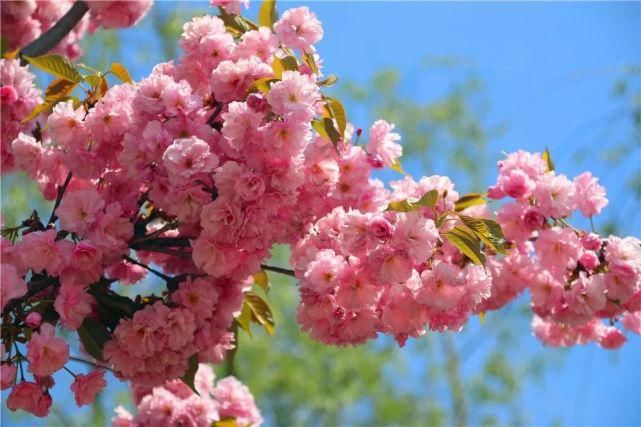 33种花，33首歌，太美了！