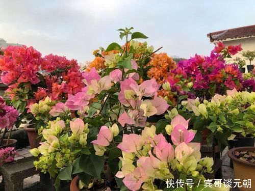 6种常见“花卉”,养在家里要“舍得剪”,越剪越“旺盛”