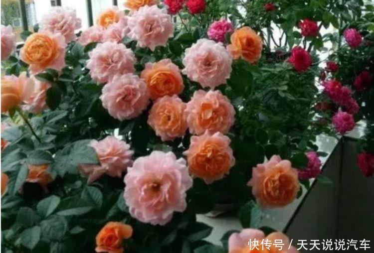 4种漂亮花,好打理易爆盆,开起花来美不胜收,颜值超高的