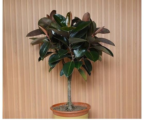 橡皮树|5种好养的绿植，摆在家里，为你打造纯天然的氧吧！