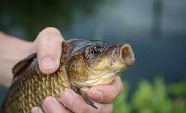 鱼口轻、阴漂就不会钓鱼?这样改变一下,钓鱼收获立刻就有变化