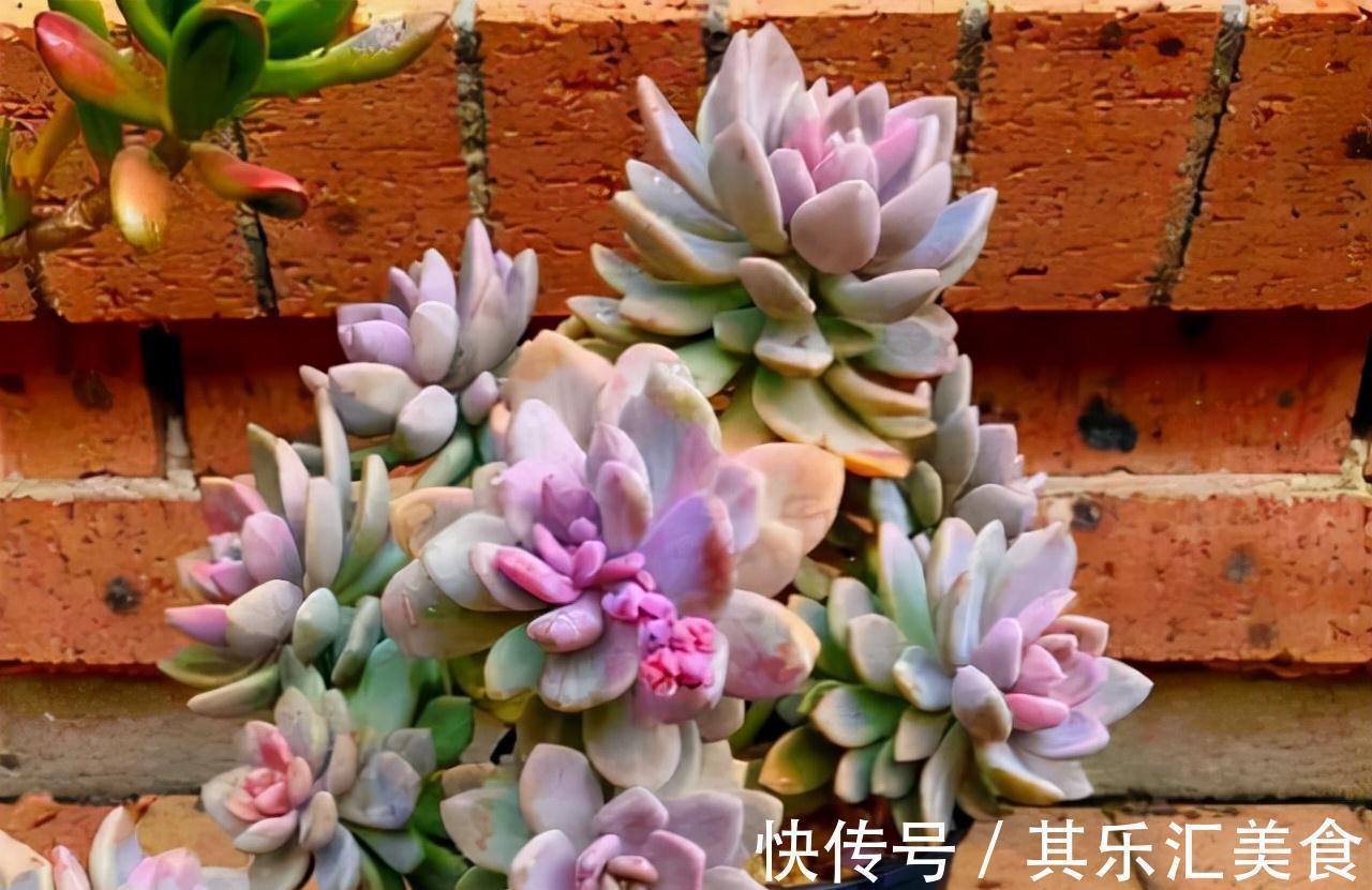 耐寒|这“三多肉”不怕冻,越冷越美出状态,零下30℃也能缀满一大盆