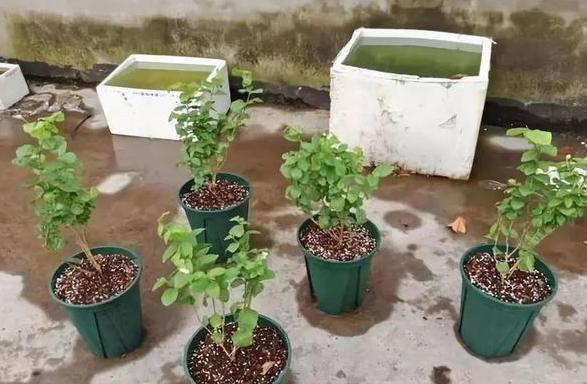 花草|水里滴点“它”浇花，管叫植物一整冬不黄叶、烂根