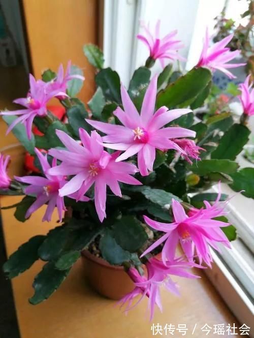 植物|养了5年的蟹爪兰,原来是个“假货”,看看你家的是什么?