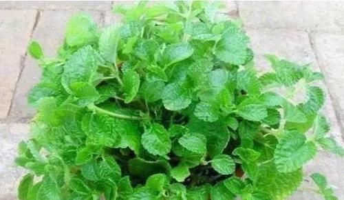 吸毒草|这4种“吸烟”花,养一盆,清除二手烟,还老人孩子一个健康的家