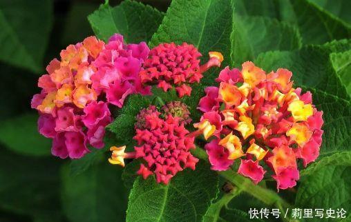 颜值超高的花卉,好养易爆盆,花大多又艳