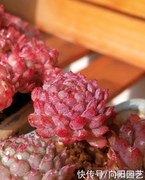 浇水|养好多肉难吗?一点都不难,只要少浇水,多肉基本不会死