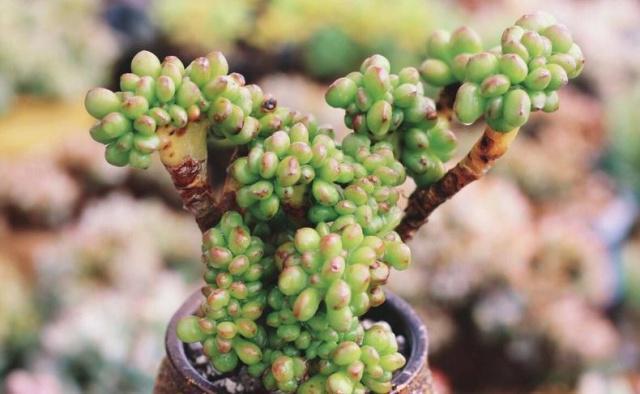 2个“配方”专治长残的多肉，晒伤，黑腐化水一并解决，夏季必备