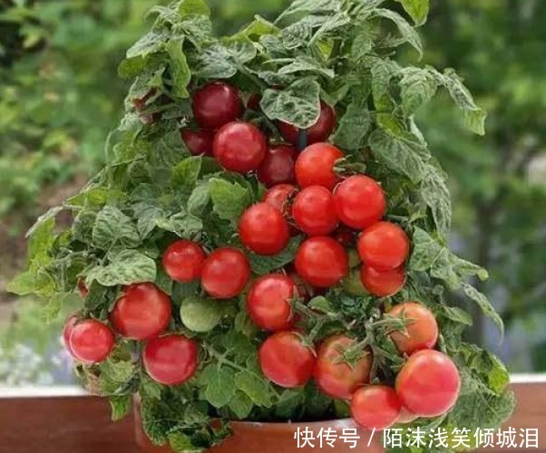 养花不如种菜,一把种子撒土里,10天就能吃,一年不用买菜!