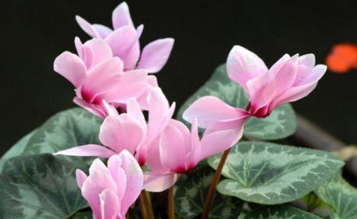 4种花爱开花,阳台养几盆,开花大颜值高,阳台变成花的海洋