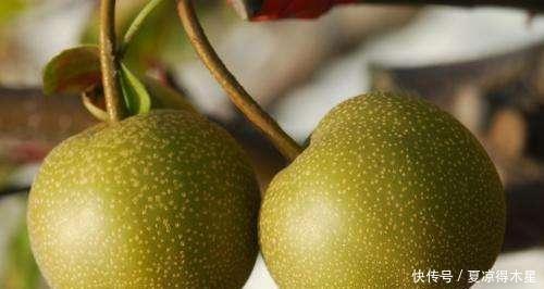 手软|立秋后遇到这种水果,不要手软,2元一斤买些屯