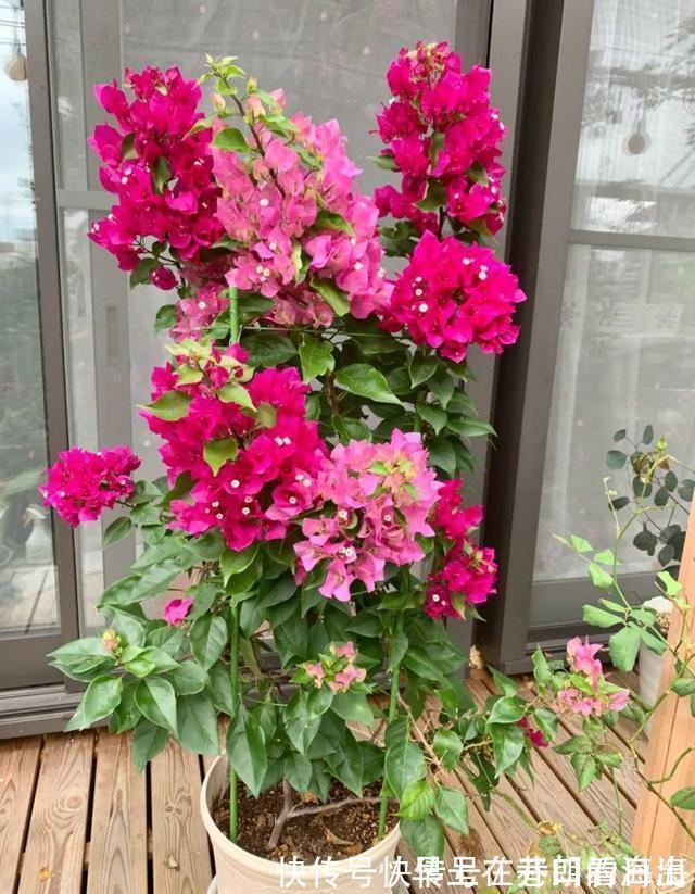 天冷|天冷了，15种漂亮花喜欢“大太阳”，多晒长得壮，花更多