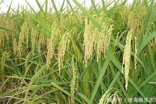 韩国|同样是米饭,韩国人捏成了饭团,日本人卷成了寿司,中国人做什么