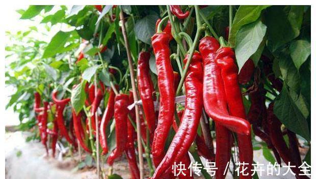 面条|农家小院最受欢迎的几种蔬菜，随吃随取，你最喜欢吃那个？