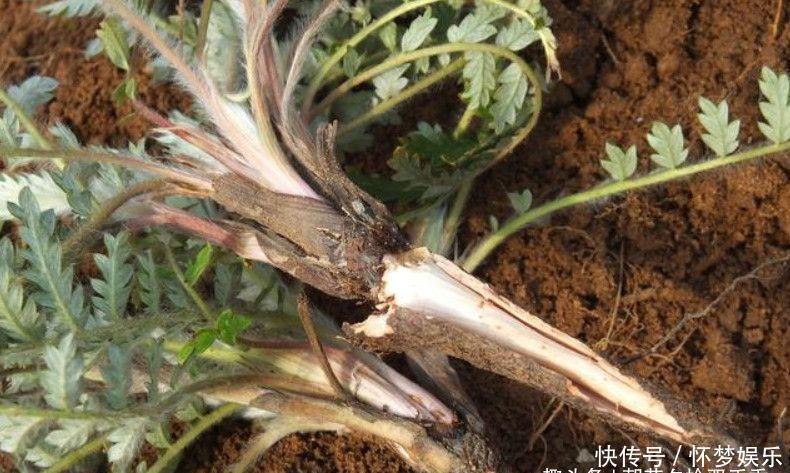 农村常见的野生植物，农村娃视其为零食，殊不知可以入药