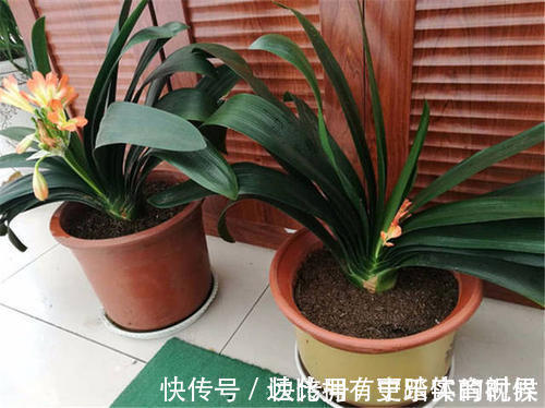 养兰2年的君子兰从未开花?学会浇水方法,长势旺开花美!