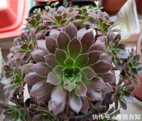 多肉法师,四季浇水不同,养出“美态”大魔头,人见人爱!