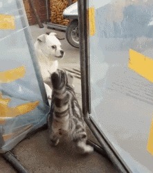 |搞笑GIF：逗什么都行可千万别逗猴子，不然这就是下场