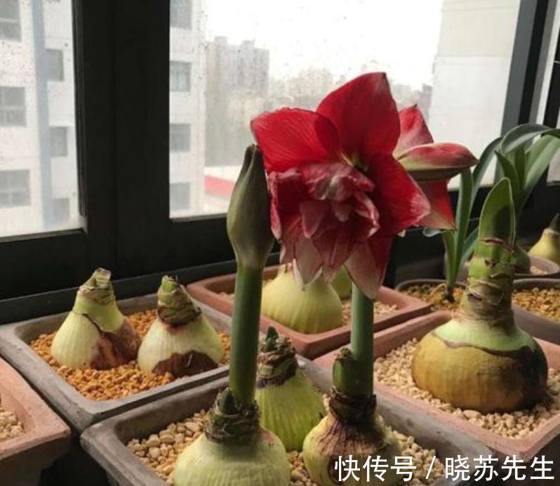 一个大疙瘩,开花“比脸大”,养朱顶红的5个窍门,年年开大花