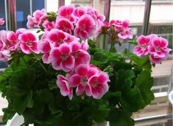 4种花颜值高又好养,随便一养成花海,花开一茬接一茬!