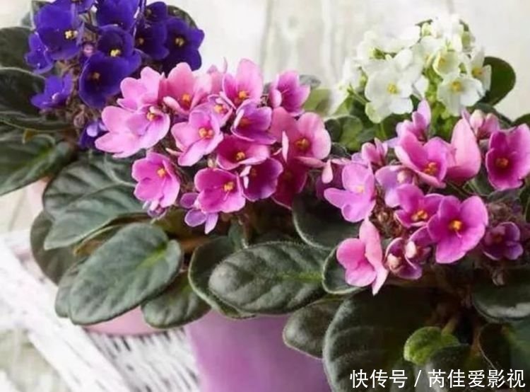 养花就养4种花,家里养一盆,花色鲜艳,适合种在庭院观赏