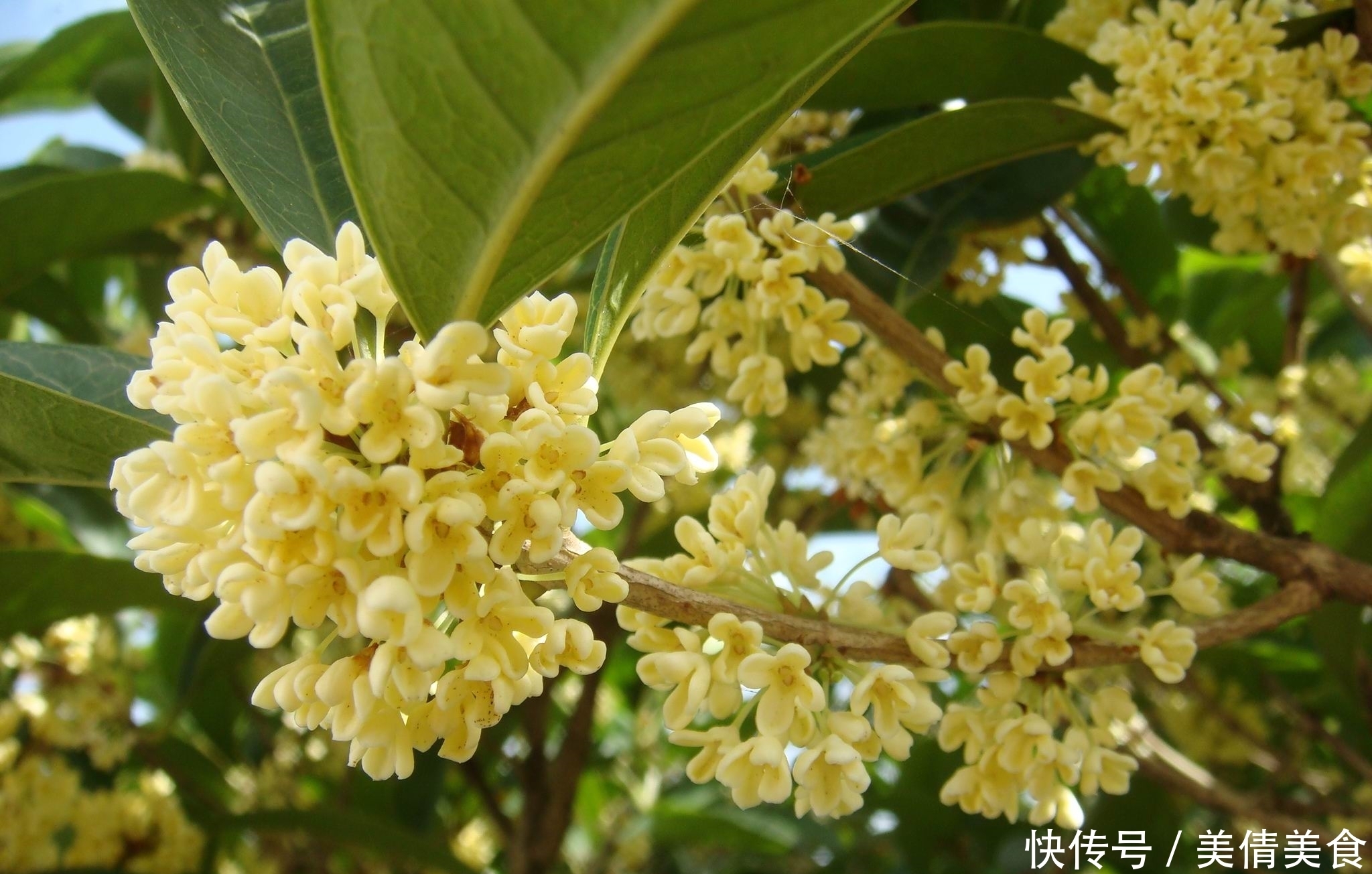  浓郁|此花开花时香气浓郁而且飘香十里，而且是以香气闻名的花