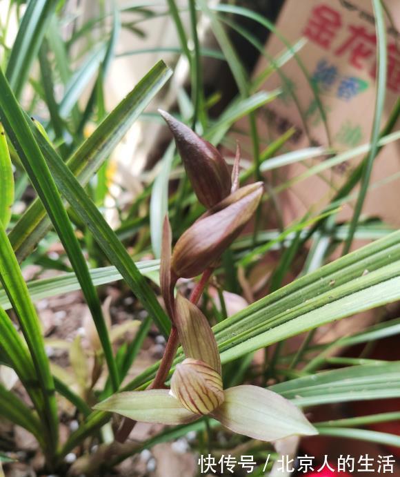 蕙兰|养“惠兰”最省心,30天浇次水,叶子绿油油,花期长达60天