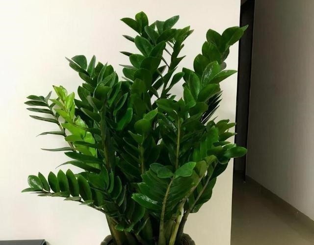 家里有养这5种花,别老是拿去晒太阳,容易晒出问题!