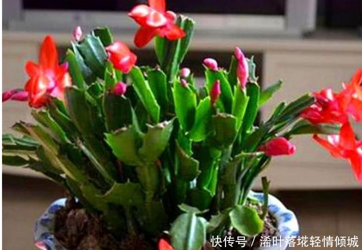 蟹爪兰有个“小开关”,打开后,开花大又多,轻松爆满盆!