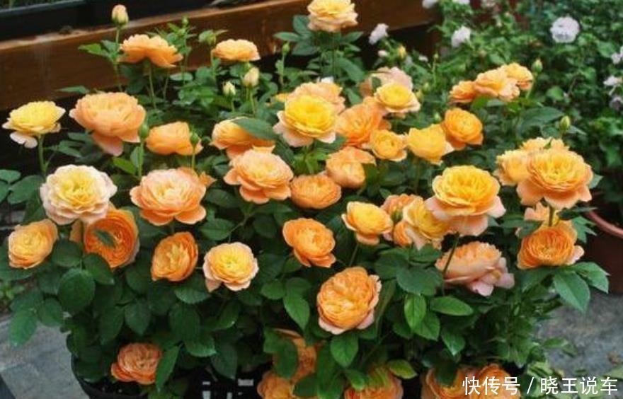 4种花,是花卉中的“劳模”,花姿妖娆,四季繁花似锦,美