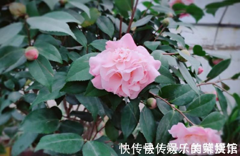 花芽|养花用磷酸二氢钾催花，到底该怎么操作，为什么有人喜有人厌？