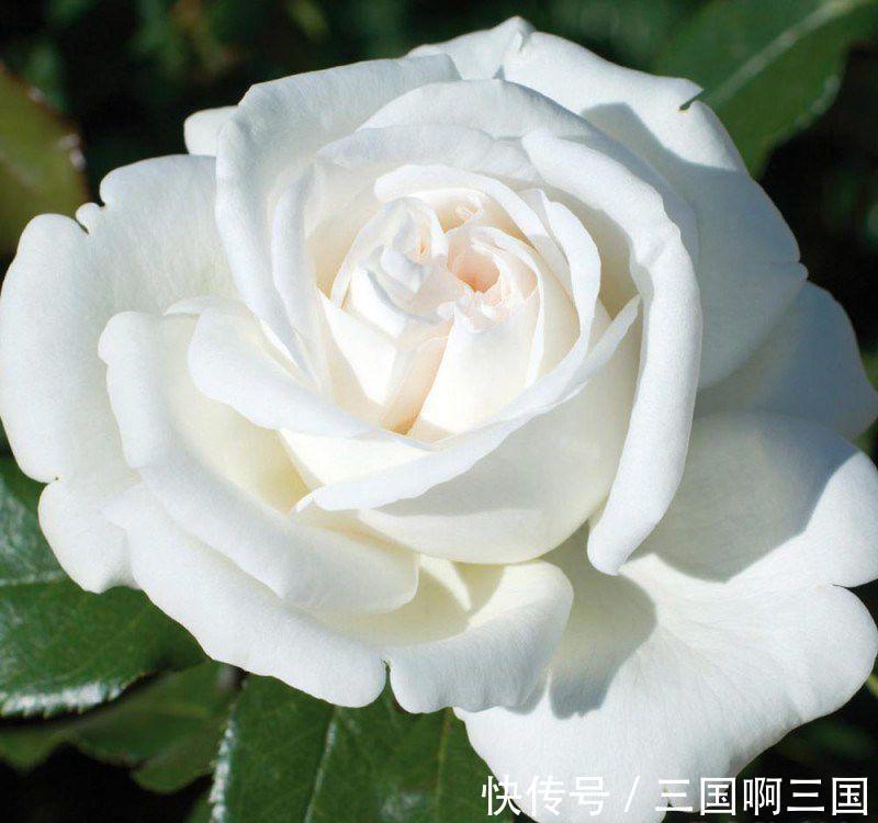 豆渣,换花盆和土壤的混合物放在花盆底部的时候,是很好的有机肥