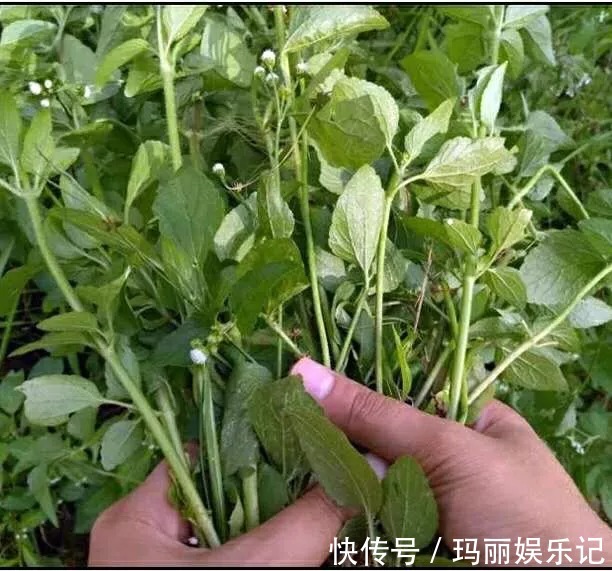 藿香蓟|止痛，止血，排石的功用，主治上呼吸道感染，扁桃体炎，咽喉炎