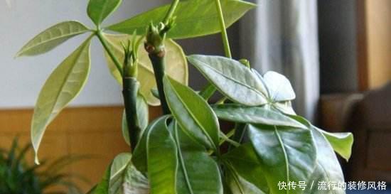 养花|养花这样施肥,事半功倍,啥花都长的倍棒!