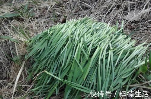起阳草|这种野菜被称为“护肾草”,曾经是宫廷御膳,男人要多吃