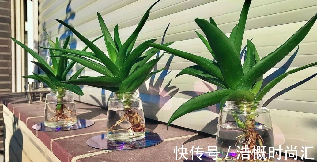 富贵竹水培爱黄叶，用了不少办法都难改善，不如试试它