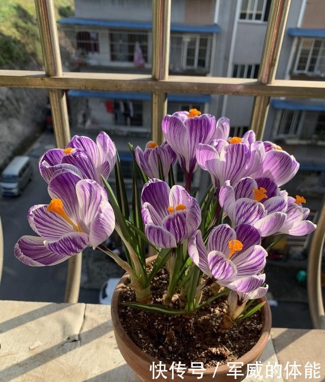 此花是世界名花,适合冬天种,丢土里就能活,开花早,漂亮又芳香!
