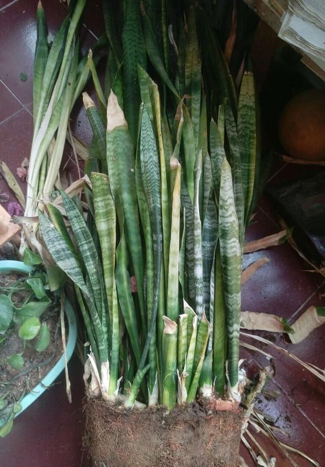 2种植物长得旺，2年不换盆，根系新芽“撑破”花盆