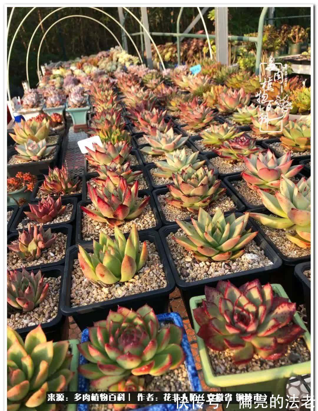 感恩遇见,感谢有你——多肉