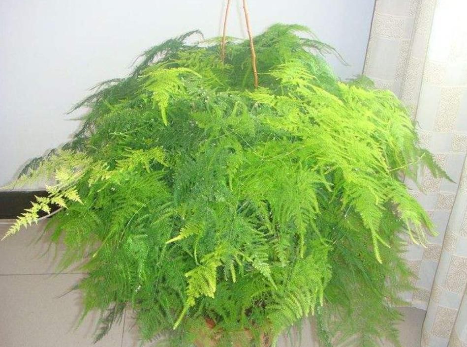 养花先搞清楚习性,如何辨别“喜光”还是“喜阴”,看这几点就行