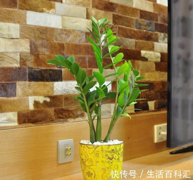 不管什么花都放在阳台上,太拥挤了,这几种花放在客厅寓意更佳