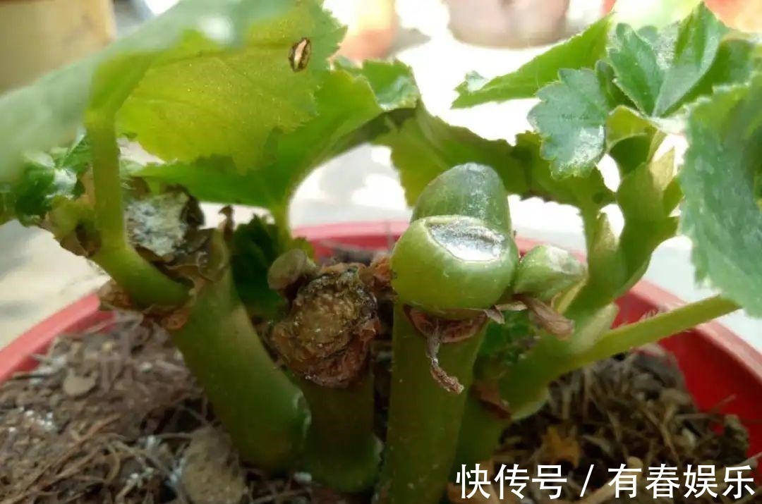 现在养花要重剪,剃光头,撸光叶,越狠越爆盆