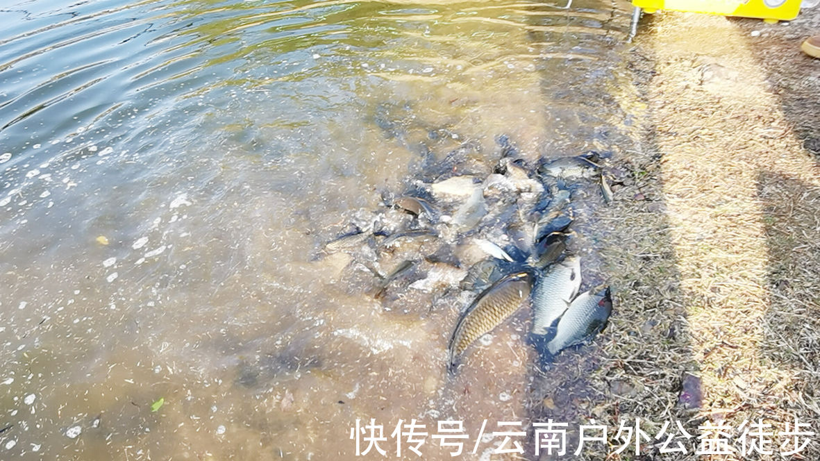 2022楚雄长田水库夜钓，整夜连杆鱼口好，3人24公斤鱼获钓开心了